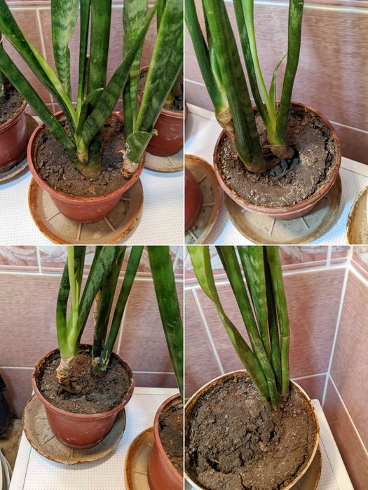 Растение       .