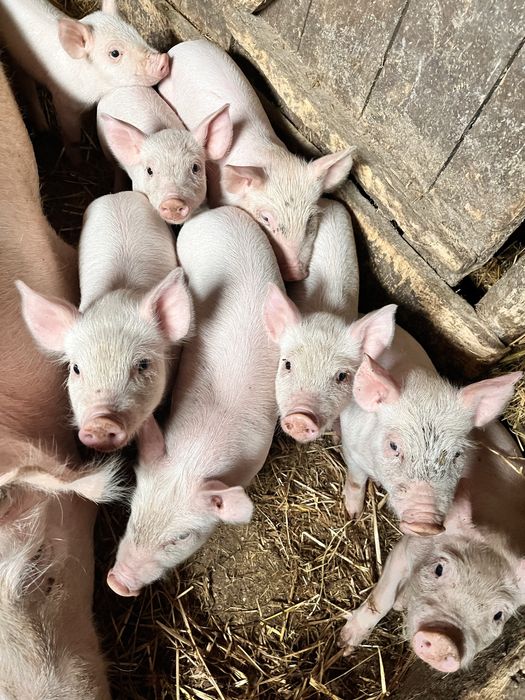 Продам поросят. с. Вагулино