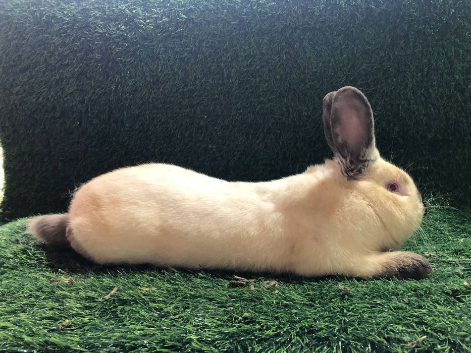 Kalif quyoni ishlashga tayyor paralar