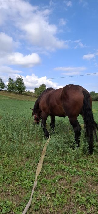 Vând armăsar de 4 ani