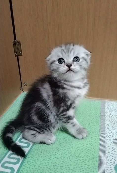 Две вислоухие девочки.