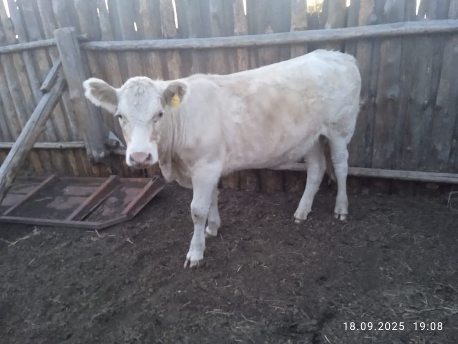 Продам жирных тёлок