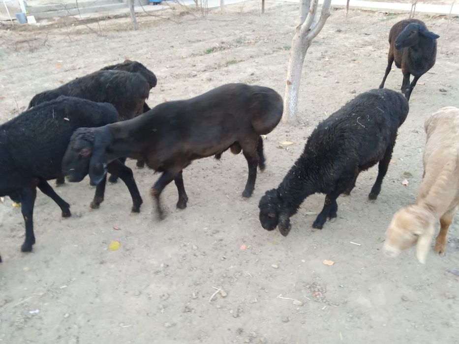 Qõchqorlar sotiladi