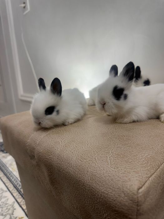 Quyon oilasi sotiladi