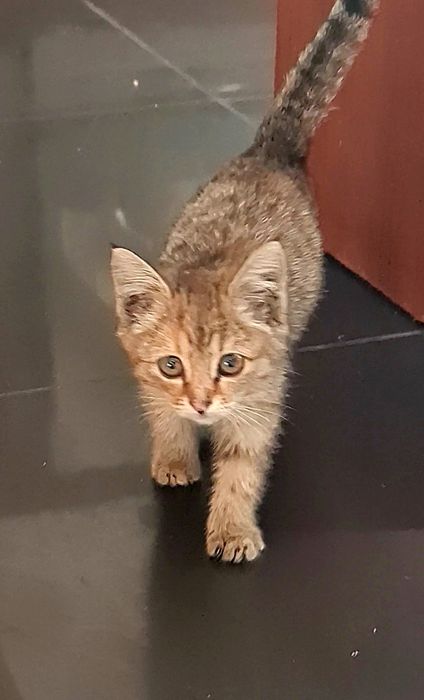 Котёнок 1,5 месяца