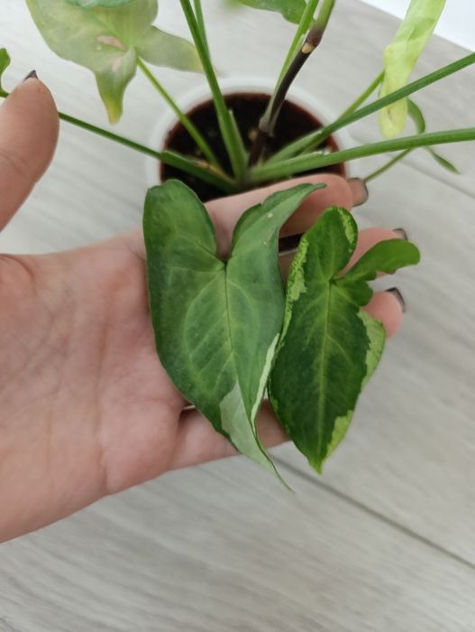 Продаются сингониумы