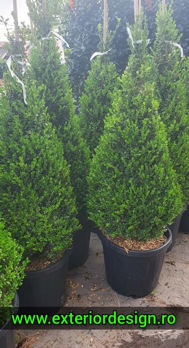 Leylandii gard viu etc, Tuia smarald, Chiparos Leylandii extra calitat