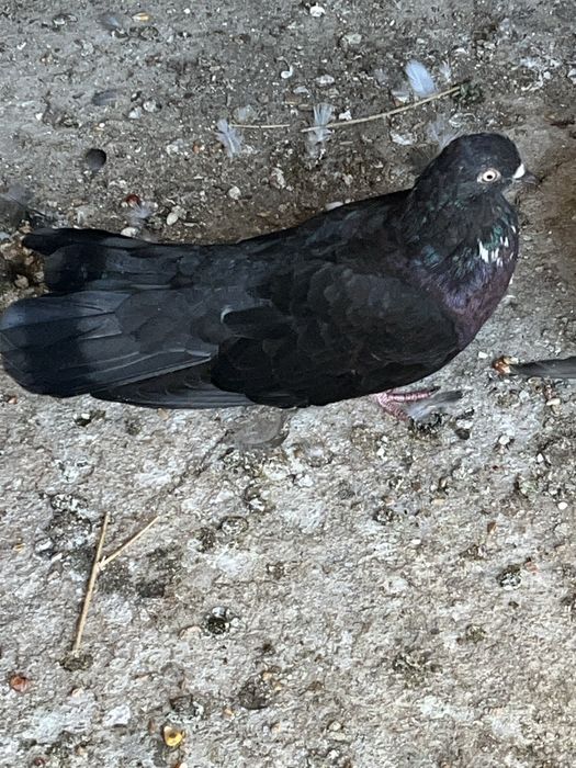 Porumbei ciungi de ploiești