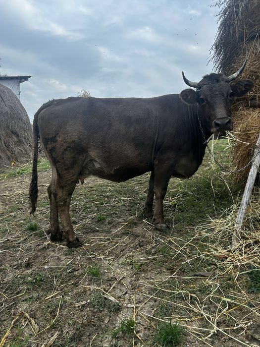 vand vaca cu vitel in burta are 2 fatari