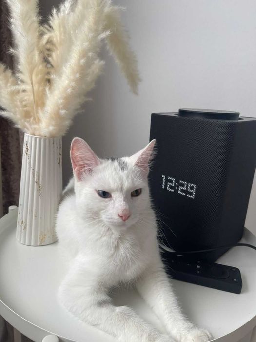 Кошка Мия ищет дом