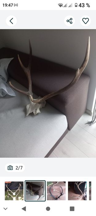 Vând coarne, trofeu