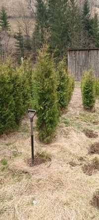 Tuia 1,8-2m inaltime Thuja Occidentalis Columnaris