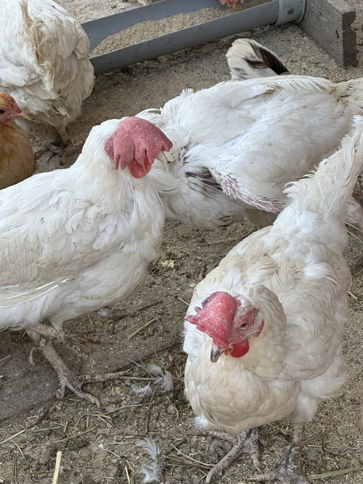 Продам несушек домашних