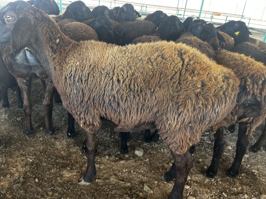 Қойлар сатылады