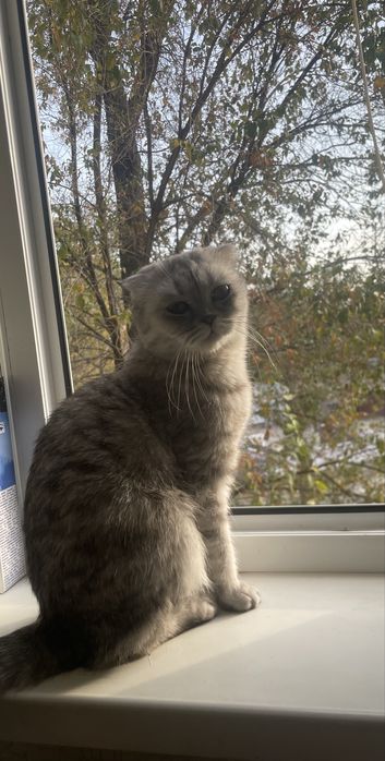 Продаеться кошка