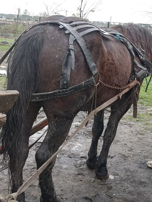 Vând urgent cal semigreu de 2 ani jumate