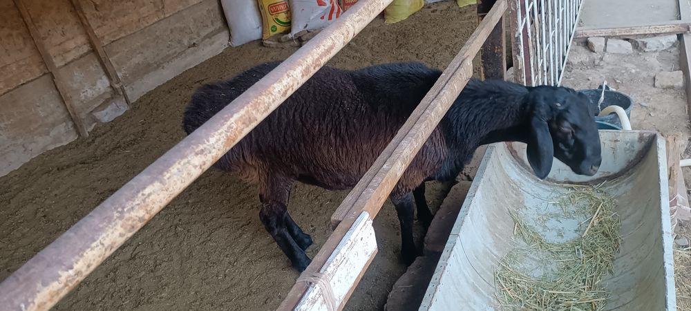 Кучкорлар Сотилади