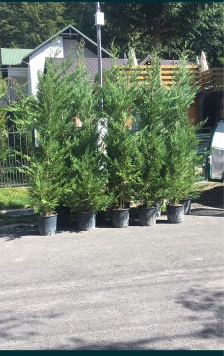 Tuia Smarald / Smaragd / Leylandii