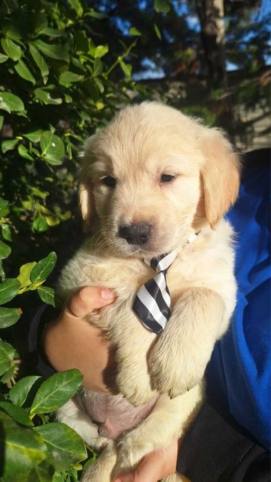 Голдън ретривър кученца