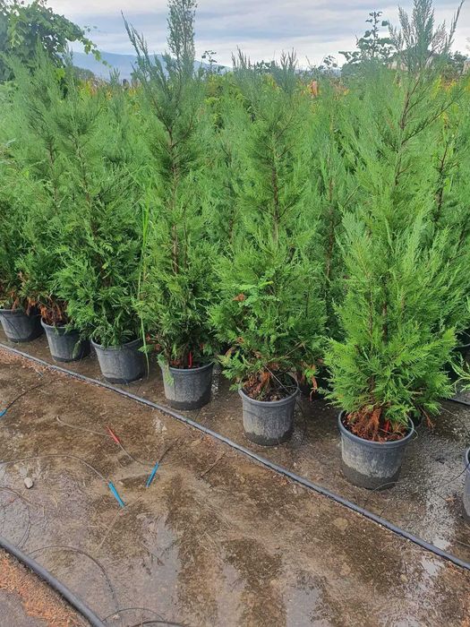 Garden Elen | Leylandii Premium 1-5 m | Transport Național