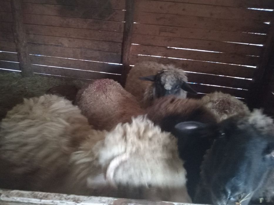 5 Milușe de vânzare