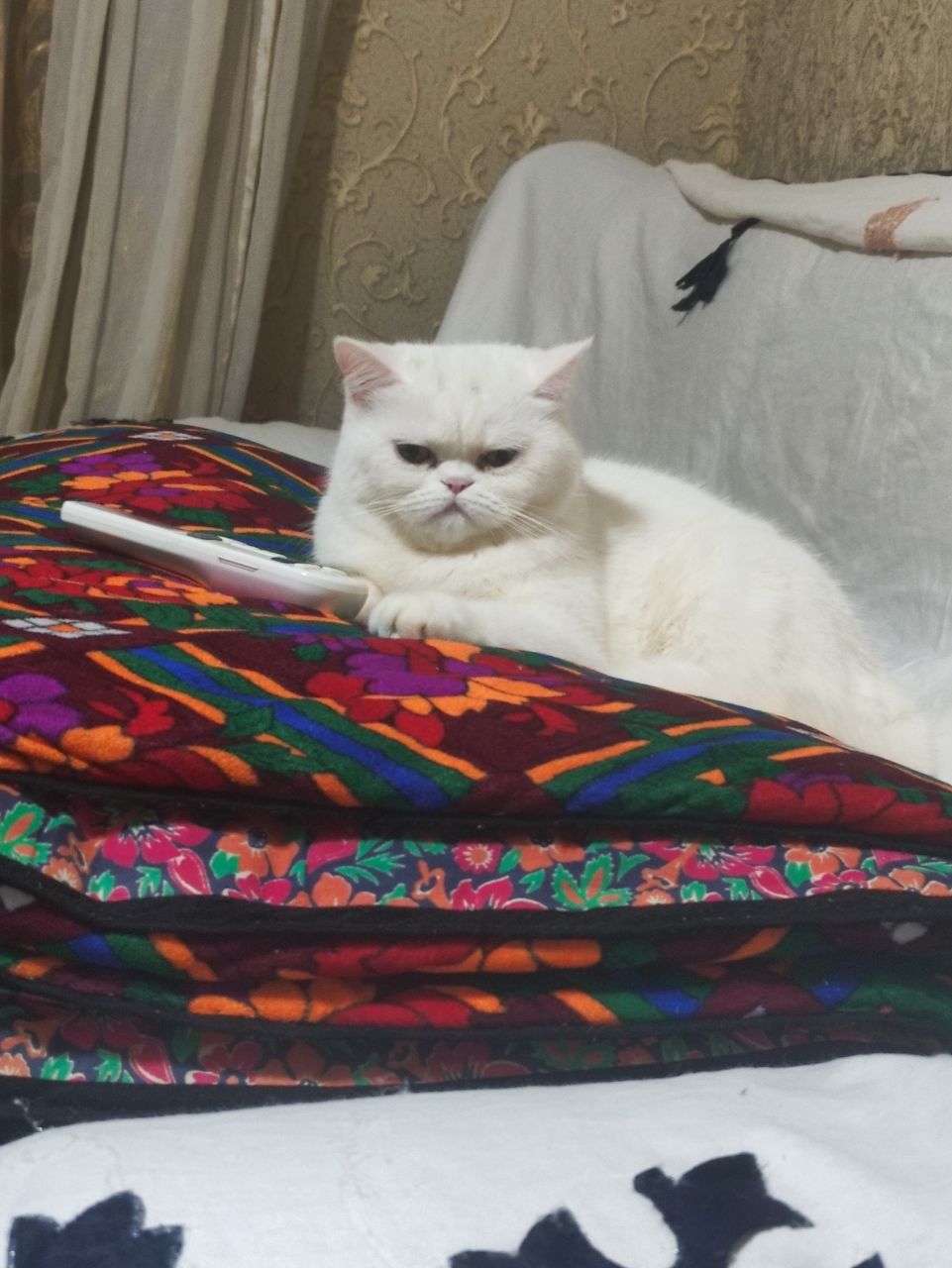 Кошка скоттиш страйт