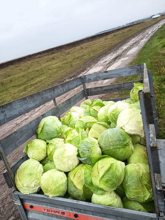 Varza de Buzău de vânzare