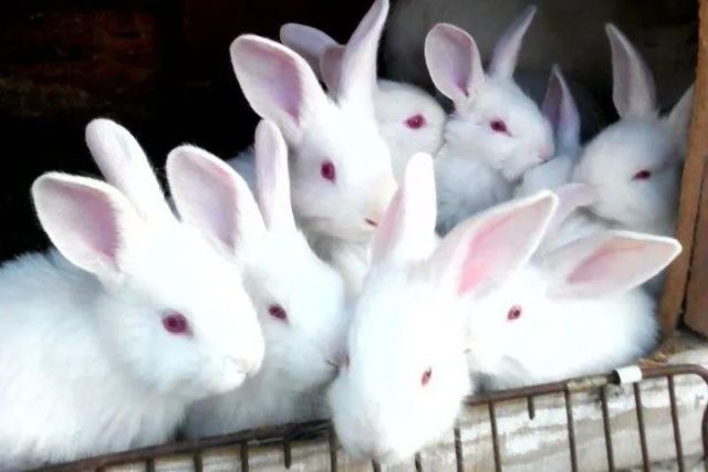 Крольчата 5 недель 40000
