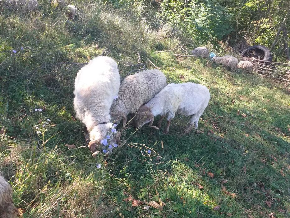 Vând berbecii rasă turcă