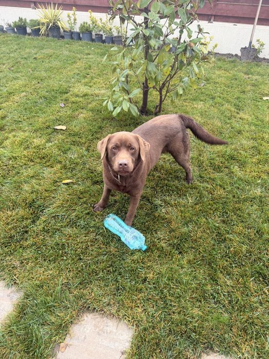 Donez labrador ciocolatiu