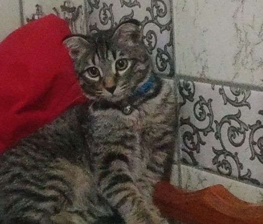 Отдам бесплатно домашнего Котика