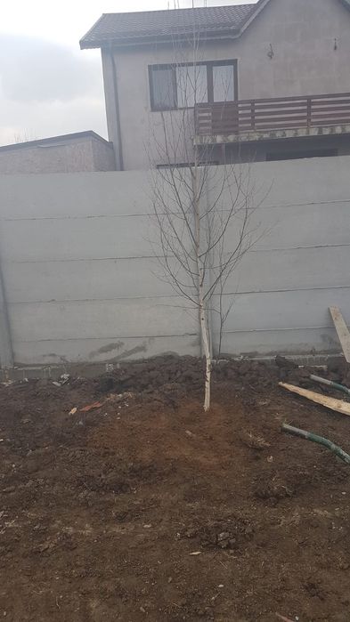 Vând mesteacăn cu coaja alba