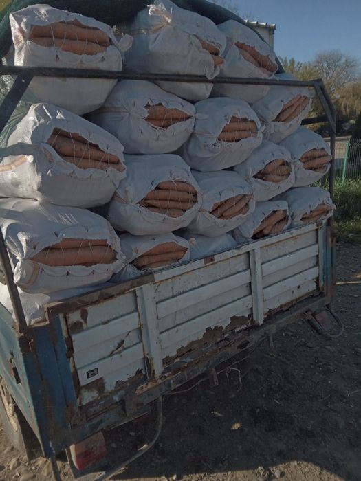 Vand Morcov Romanesc