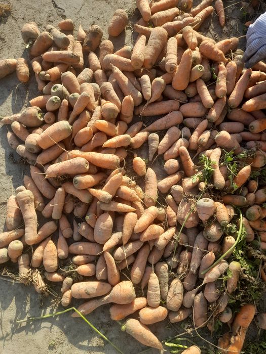 Sabri sotiladi optim