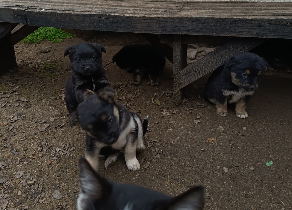 Donez acești îngerași