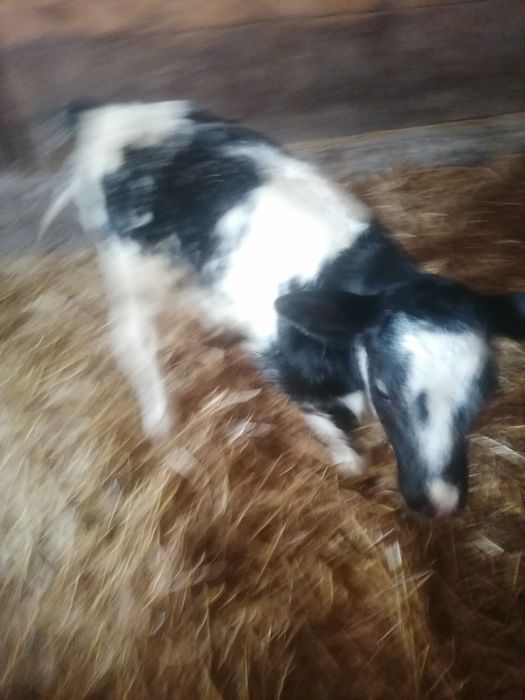 Vând vițele albastru