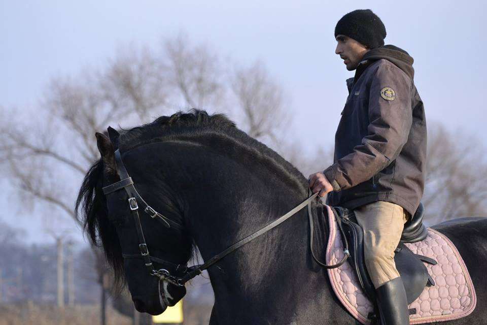 vand friesian frizian echitatie calarie