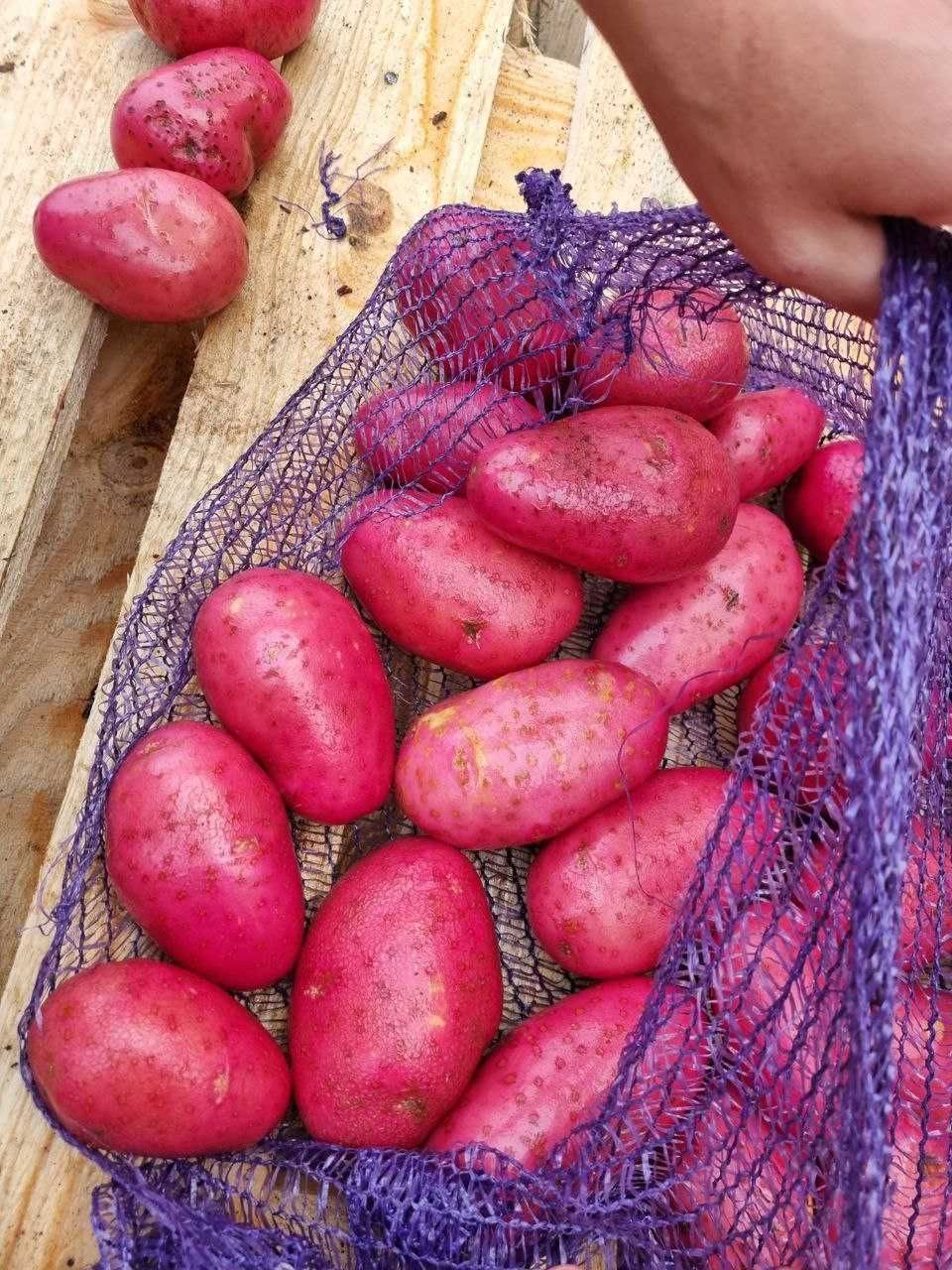 Картошка и лук Оптом