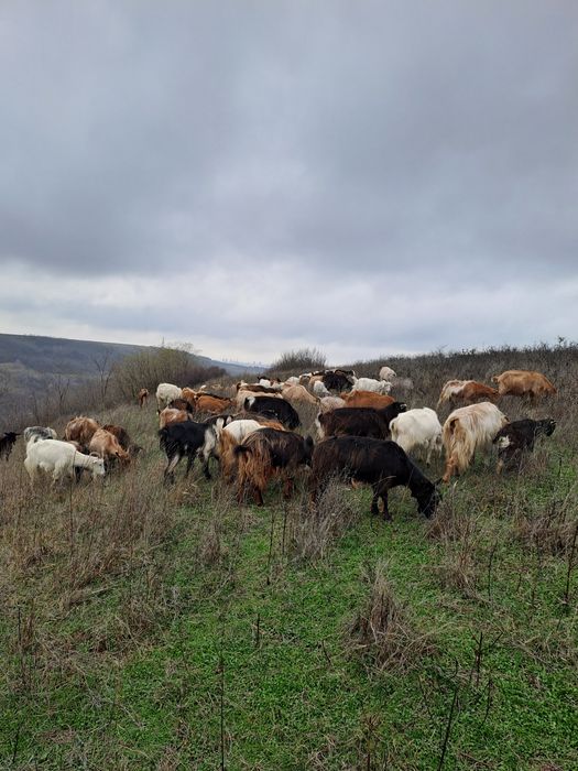 Vând capre gestante.