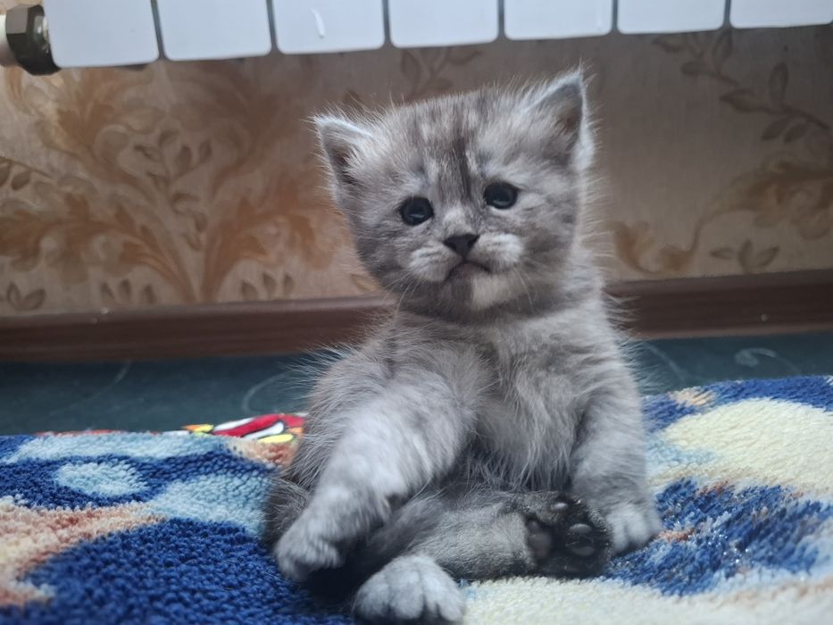Мушуларимз сотилади