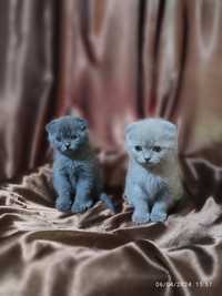 Scottish FOLD qiz