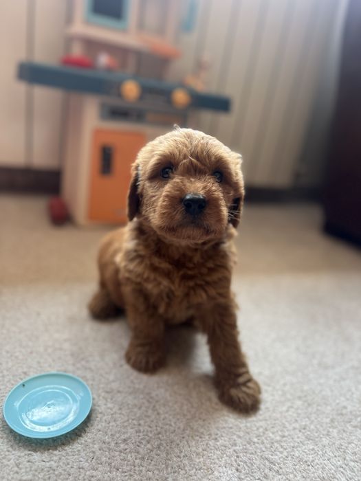 Goldendoodle mascul