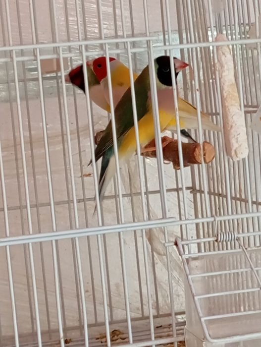 Papagali Gold Amandine o fata