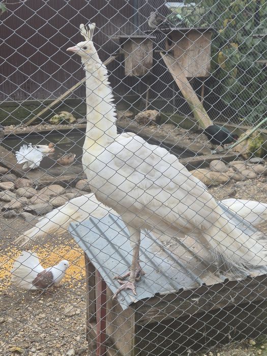 Vand paun alb opal 3