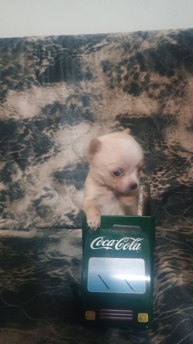 Мъжки малки сладури