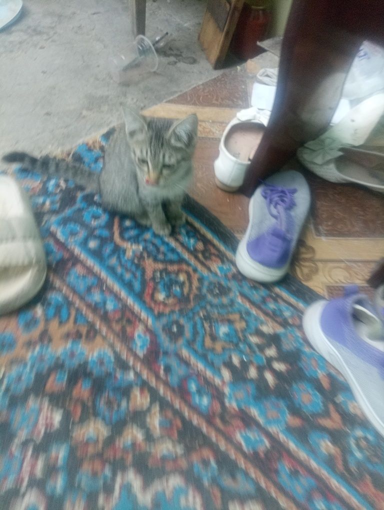Отдам в хорошие руки бесплатно
