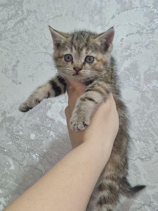 Котёнок девочка бесплатно