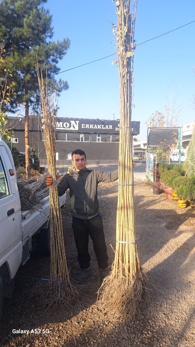 Terak kuchati sotiladi  3 mingdan optomga