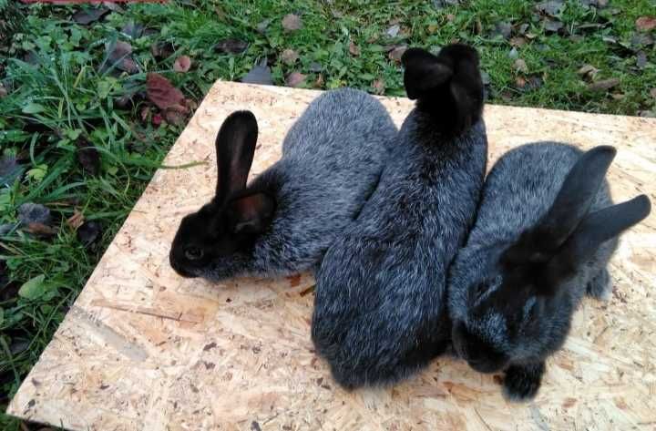 Чистопородные кролики "Серебро" разных возрастов.