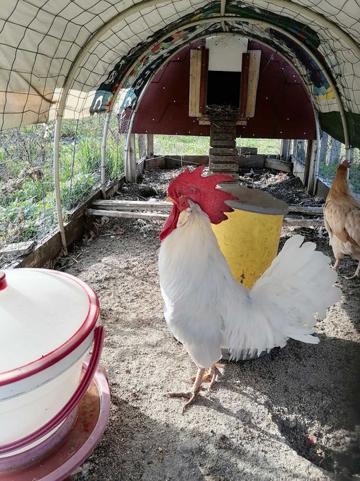 Петли Легхорн Бял, Сребърна Италянка и Ексченджр